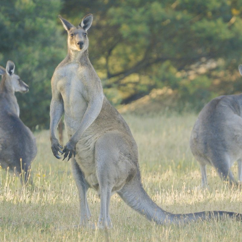 Kinley Intrapac Property